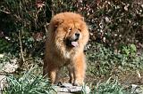 CHOW CHOW 650